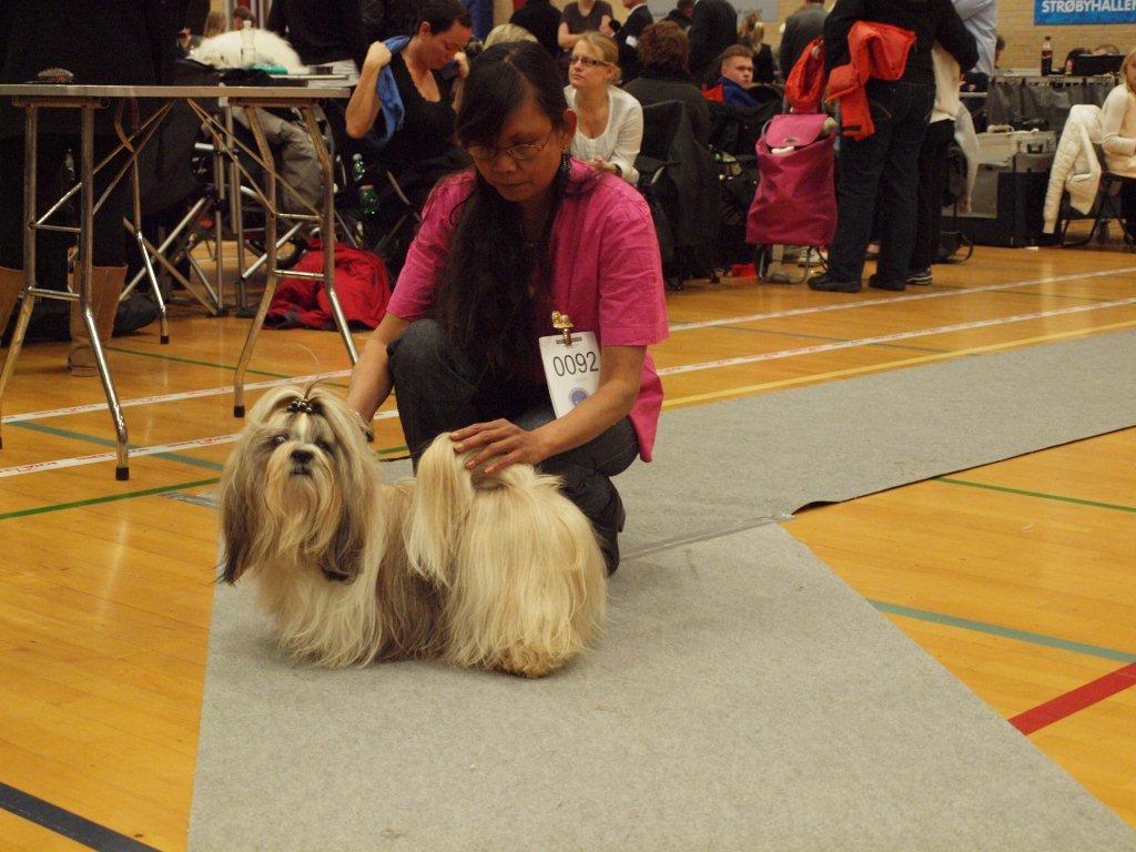 Shih Tzu Danmark